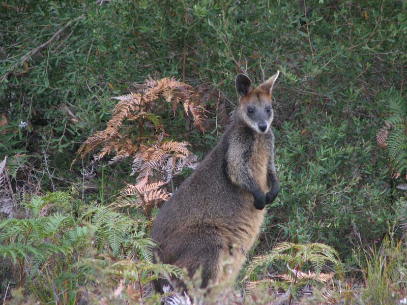 Swamp Wallaby